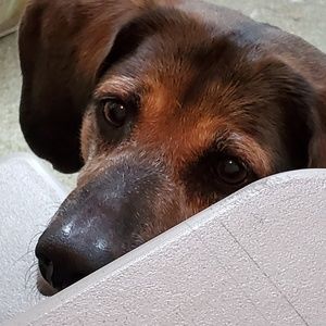 Meet your Posher, Bruce